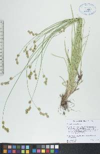 Carex foenea image