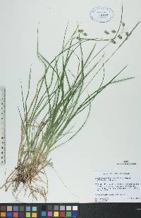 Carex magellanica image