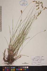 Carex tenera var. tenera image