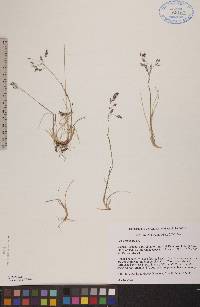 Poa arctica image