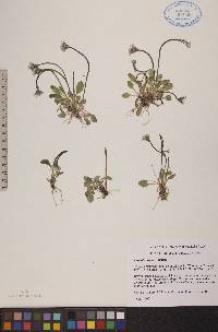 Primula stricta image