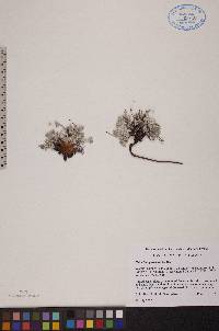 Potentilla pulchella image