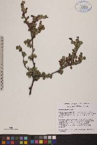 Betula glandulosa image