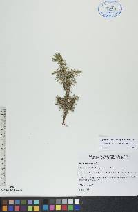 Juniperus communis var. depressa image