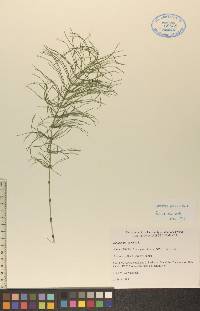 Equisetum pratense image