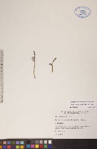 Botrychium campestre image