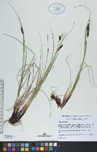 Carex saxatilis image