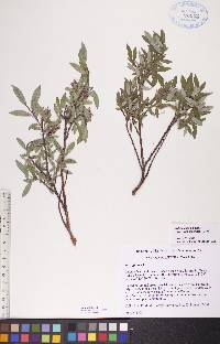 Salix glauca image