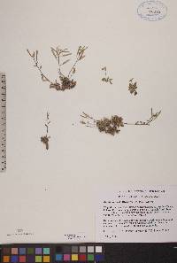 Arabis arenicola image