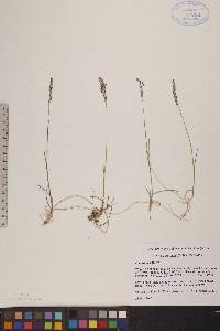 Poa arctica image