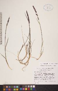 Arctagrostis latifolia image