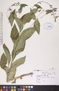 Mertensia paniculata image