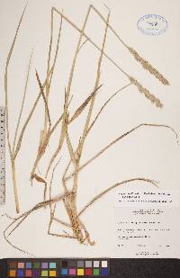 Leymus mollis subsp. villosissimus image