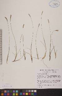 Hierochloe pauciflora image