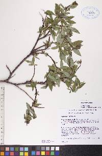 Salix planifolia image