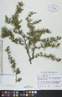 Larix laricina image