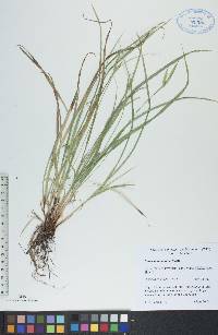 Carex saximontana image