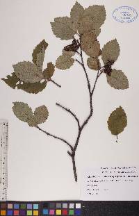 Alnus incana subsp. rugosa image