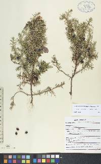 Juniperus communis var. depressa image