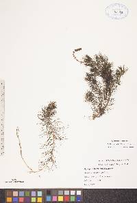 Myriophyllum sibiricum image