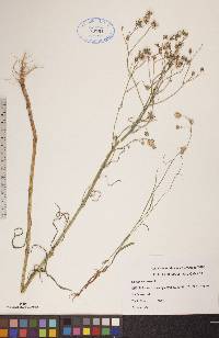 Crepis tectorum image