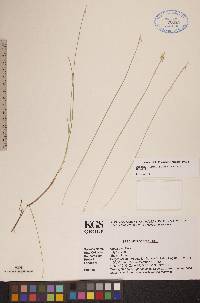 Carex pauciflora image