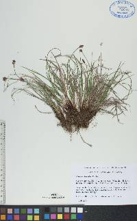 Carex scirpoidea image