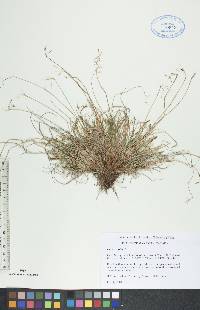 Carex capillaris image