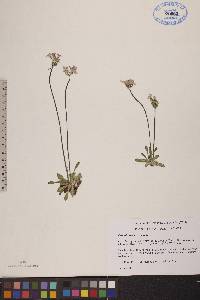 Primula stricta image