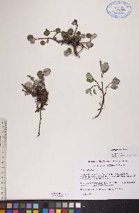 Salix reticulata image