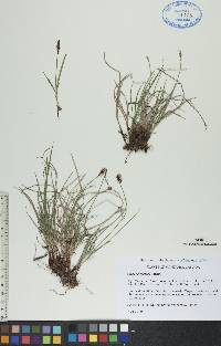 Carex scirpoidea image