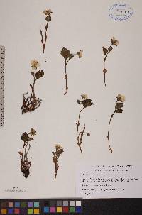 Rubus chamaemorus image
