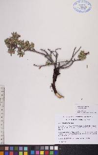 Salix brachycarpa image