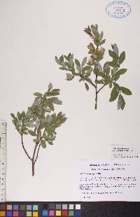 Salix glauca image