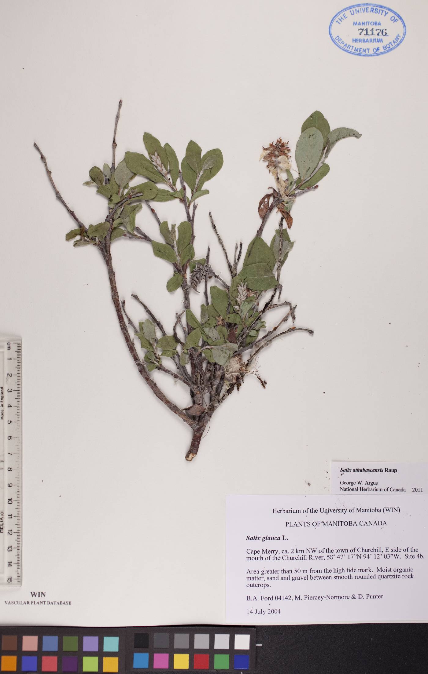 Salix athabascensis image