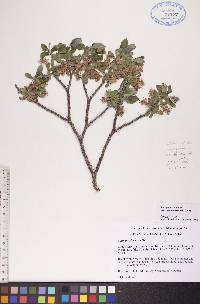 Salix glauca var. cordifolia image