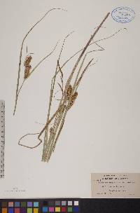 Carex rostrata image