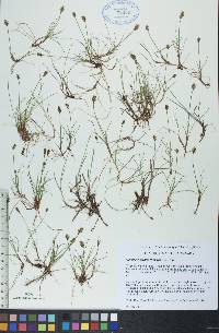 Carex gynocrates image