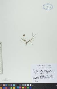 Carex maritima image