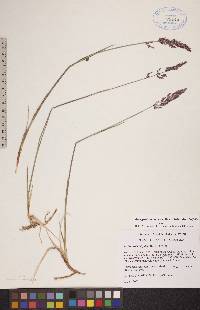 Arctagrostis latifolia subsp. latifolia image