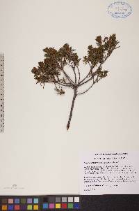 Rhododendron tomentosum subsp. decumbens image