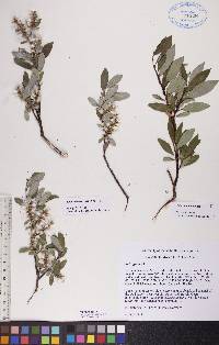 Salix planifolia image