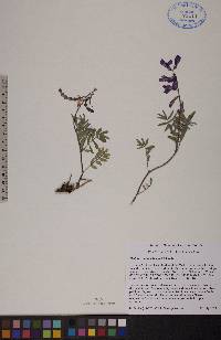 Hedysarum mackenziei image