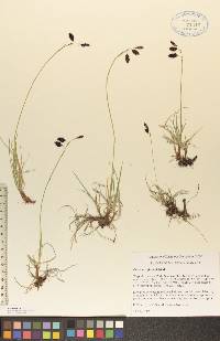 Carex atrofusca image