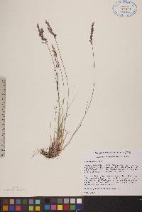 Poa glauca image