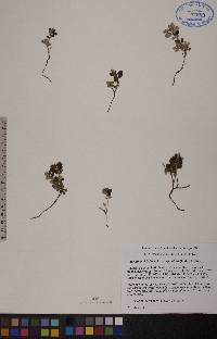 Vaccinium vitis-idaea image