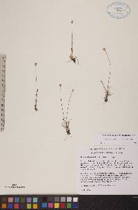 Juncus triglumis image