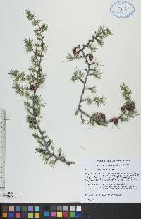 Larix laricina image