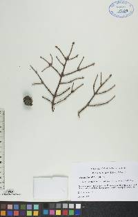 Picea mariana image