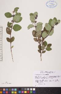 Symphoricarpos occidentalis image